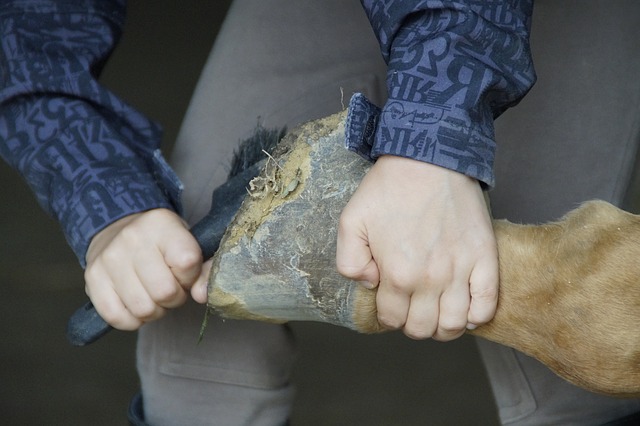 hoof cleaning