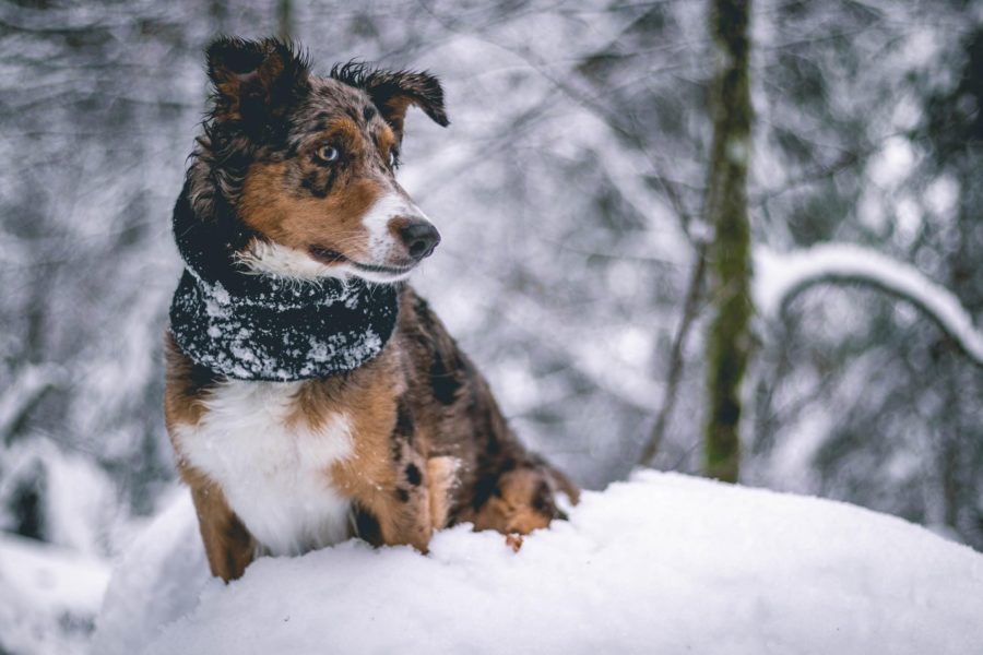 Brrrr...how cold is too cold for your dog to be outside?