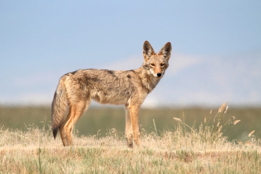 Are coyotes a threat to your dog?