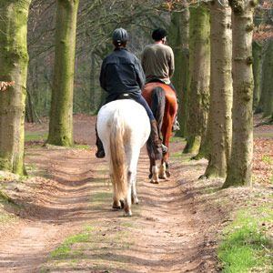 treeless saddles