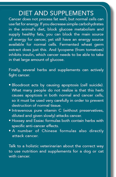 diet and supplemnts to help fight canine cancer
