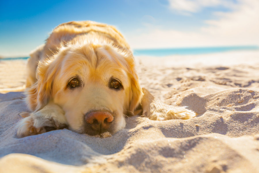 protect your dog from skin cancer