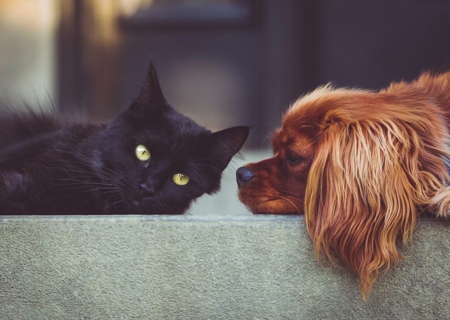 dog and cat health insurance