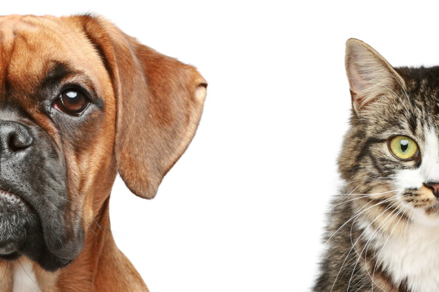 Fun facts about dogs and cats