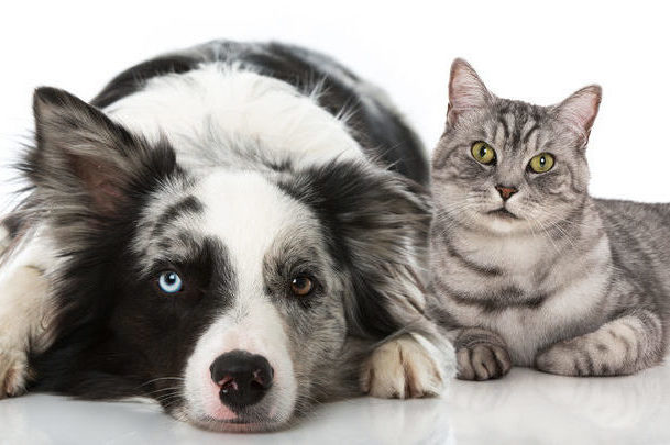 Top 10 eye problems in dogs and cats