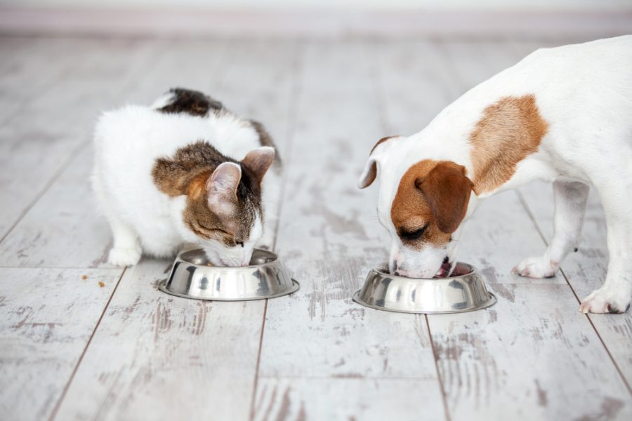 choosing quality pet food for your dog or cat