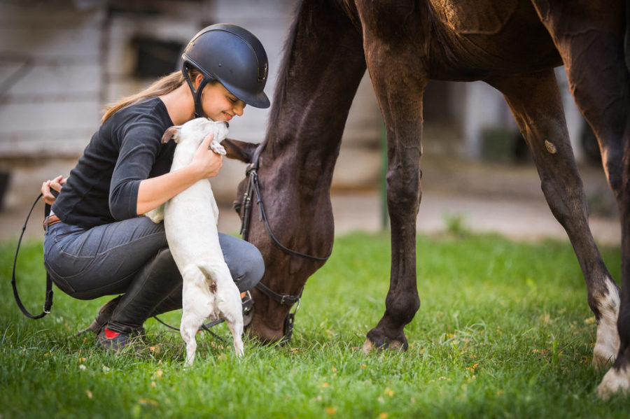 Introducing dogs and horses