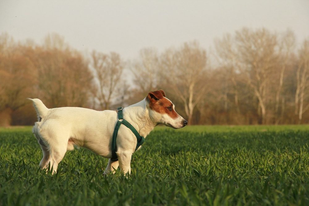 dangers at dog parks