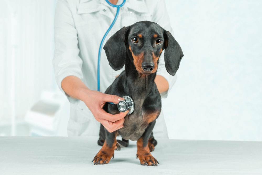 All about heartworm disease in dogs