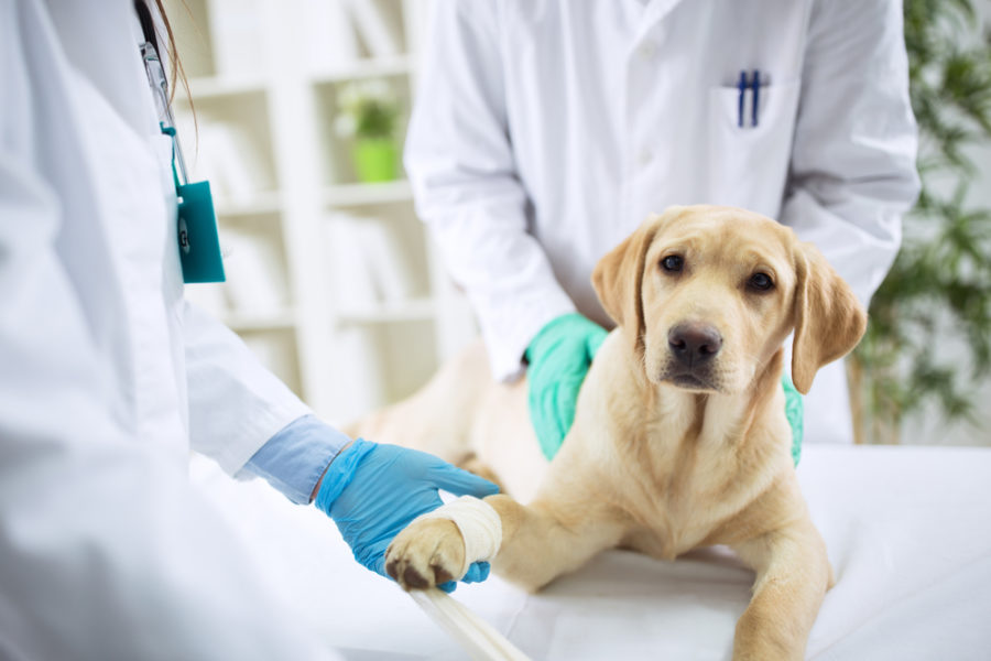 Financial aid for veterinary care