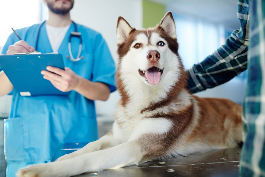 switching your dog to a holistic or integrative vet