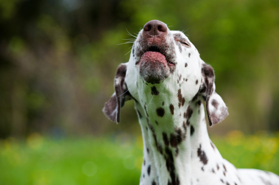 Teaching your dog when to stop barking