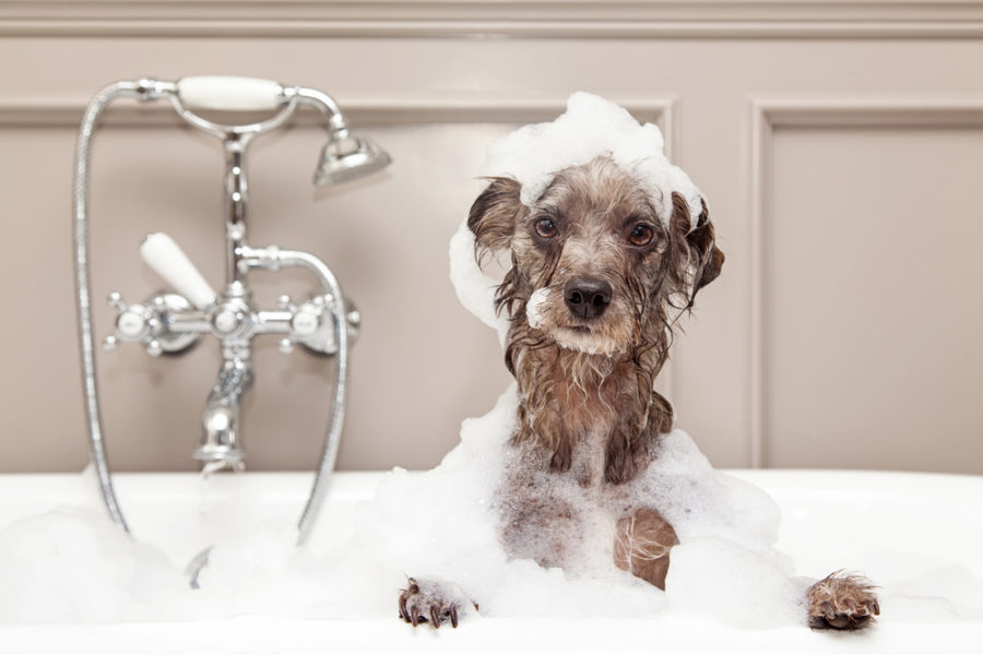 Natural shampoos for dogs