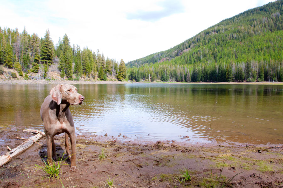 Guard against Giardia in dogs