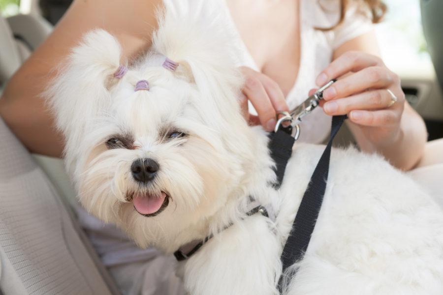 Selecting the right seatbelt for your dog