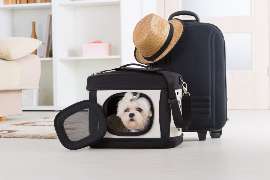 Finding the best pet carrier