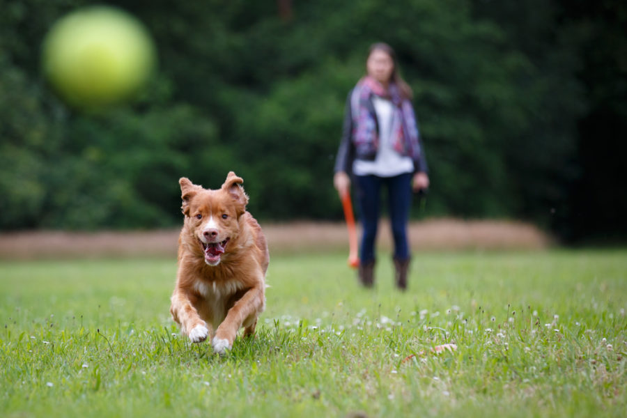 New and improved dog parks