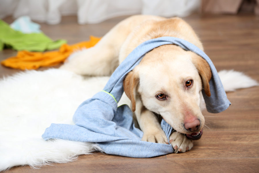 Is your dog displaying bad behavior?