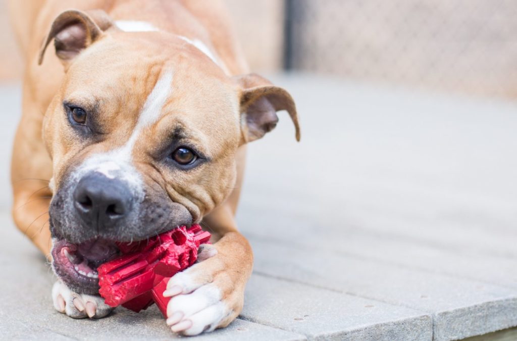 dental toys for dogs