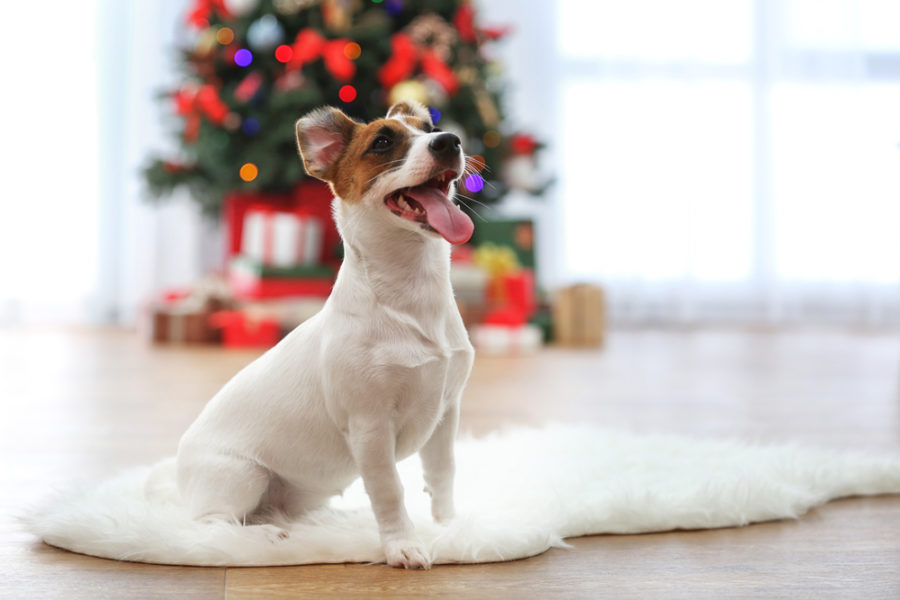 Top 5 holiday safety tips for pets