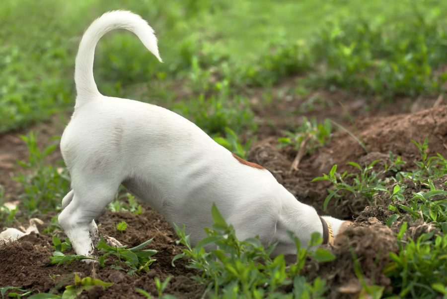 How to stop dogs from digging