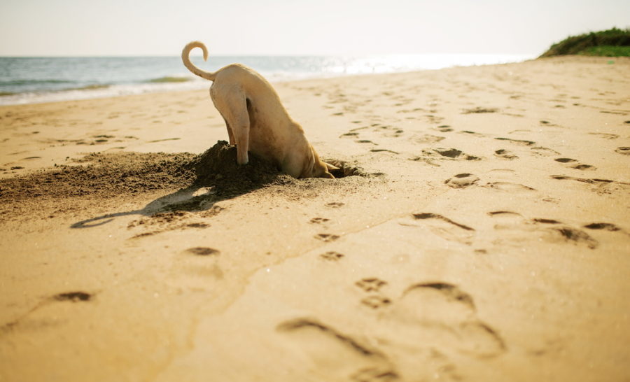 5 dog-friendly spring break destinations