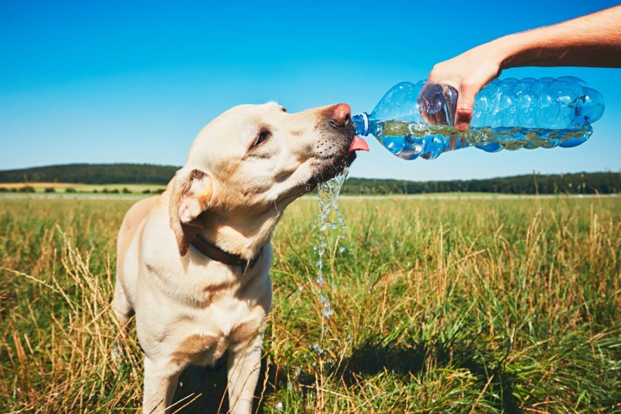 Help your dog stay cool in the heat