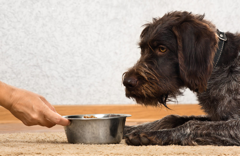 Buying organic for your dog