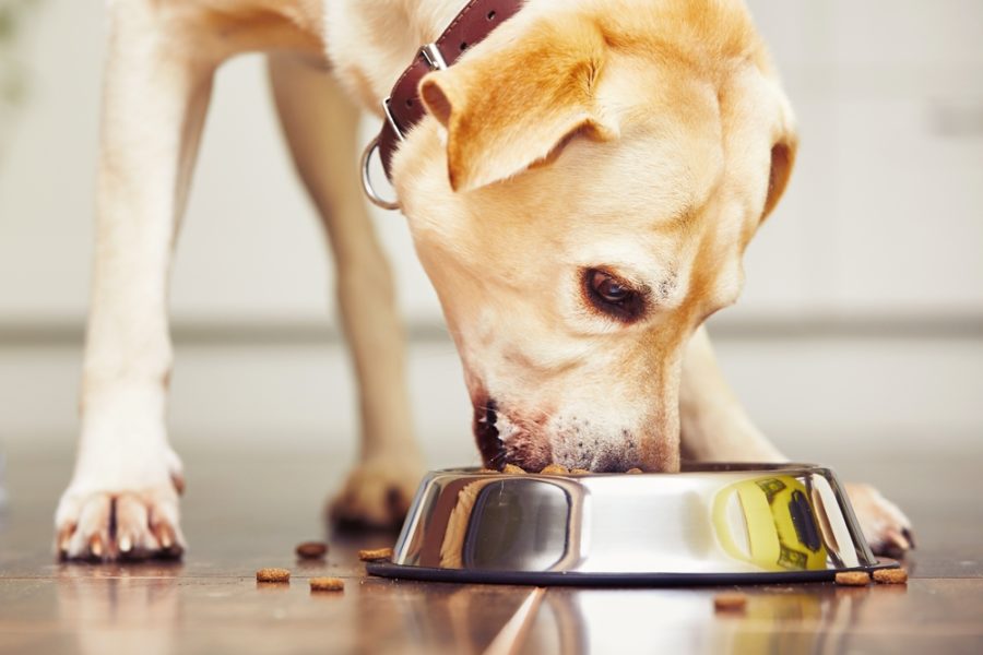 Solutions for dogs that eat fast