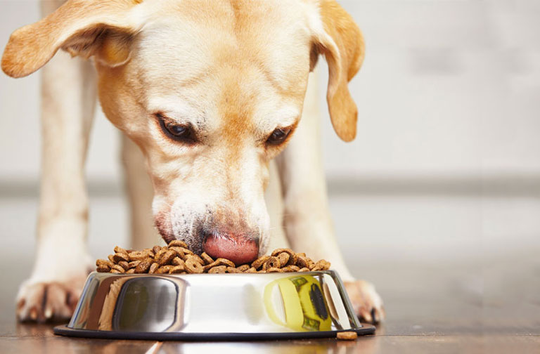 Is this the key to extending your dog's lifespan?