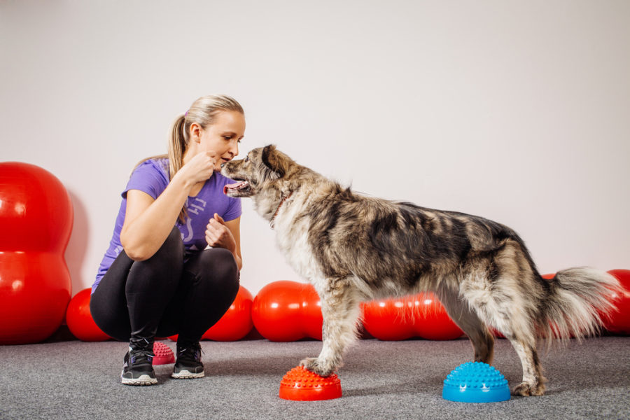 Conditioning for canine athletes