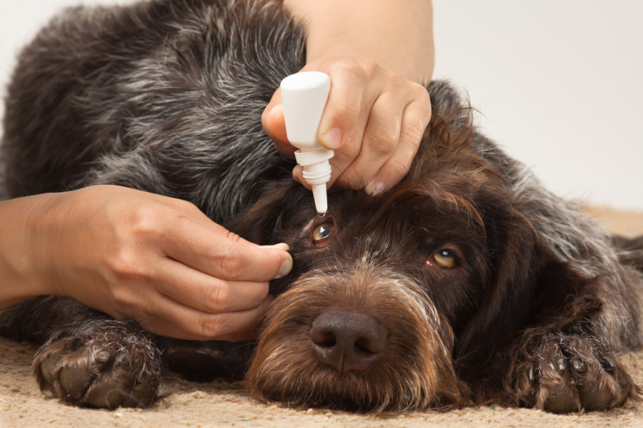 How to treat pink eye in dogs