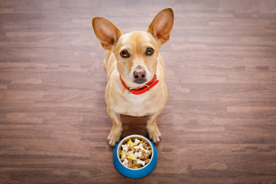 Pet food recalls