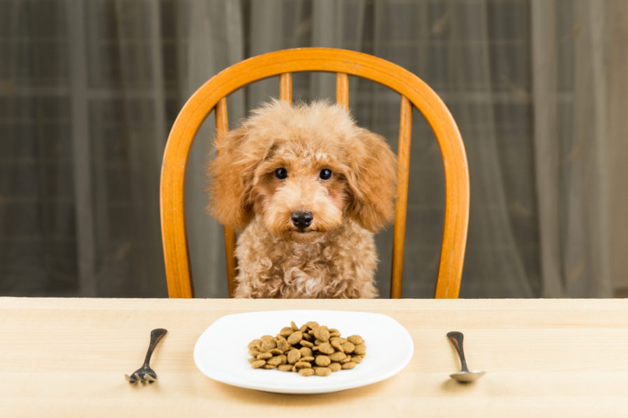 Rate your dog's food!