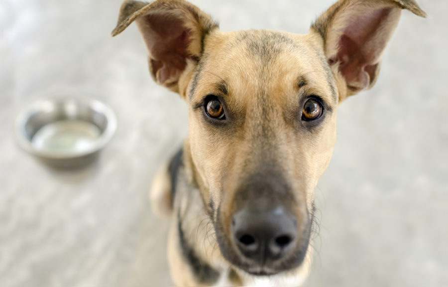 What’s the best food for dogs with diarrhea?