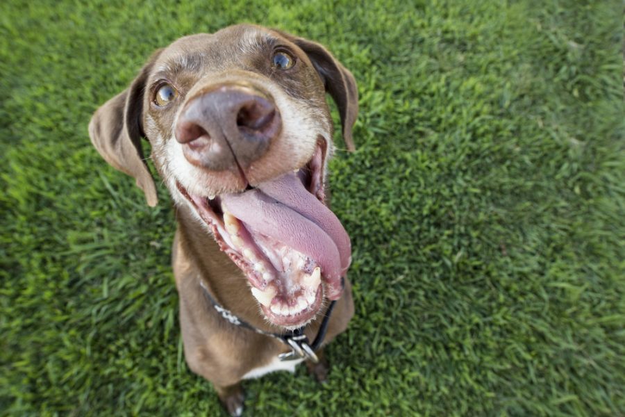 Maintain your dog's dental health naturally