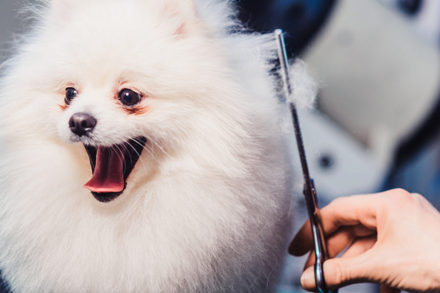 How to make grooming a positive experience for your dog