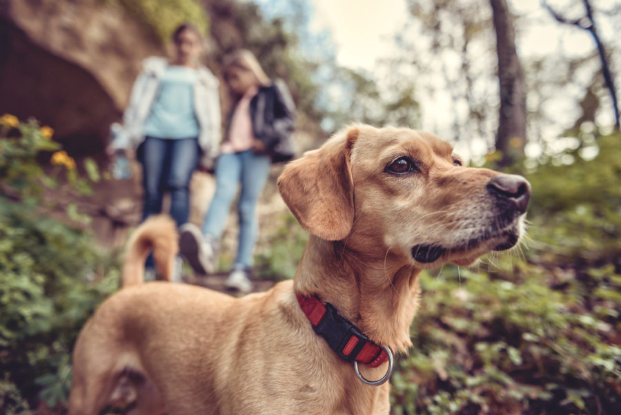 Could your dog have a hormone deficiency?