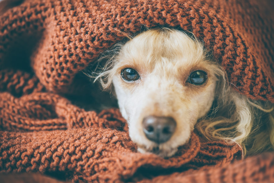 Acupressure for easing holiday stress – in both you and your dog!