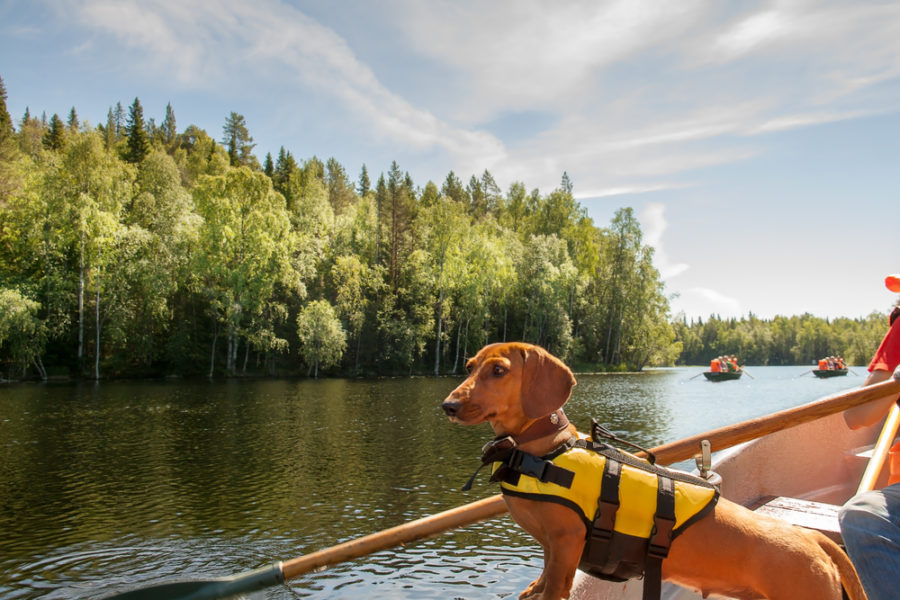 Boat safety for dogs