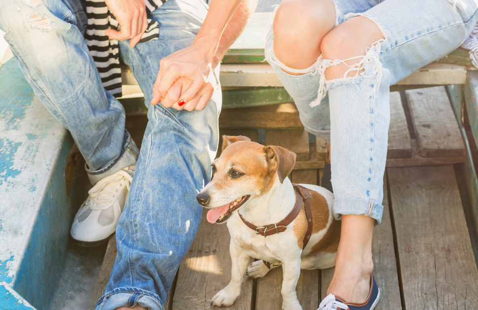 5 summer activities to enjoy with your dog