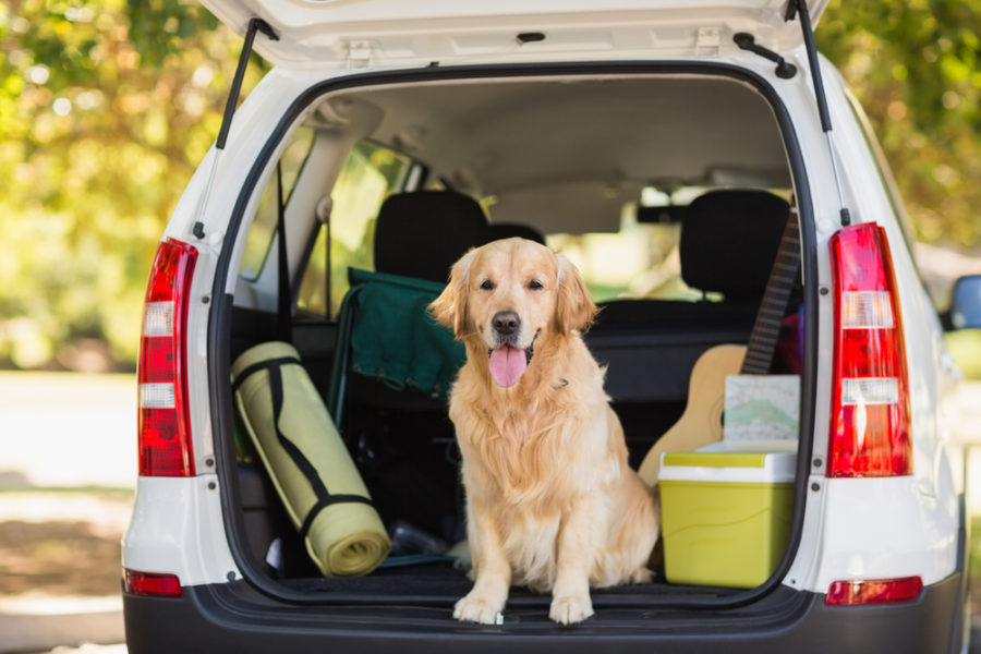 Does your car smell like dog?