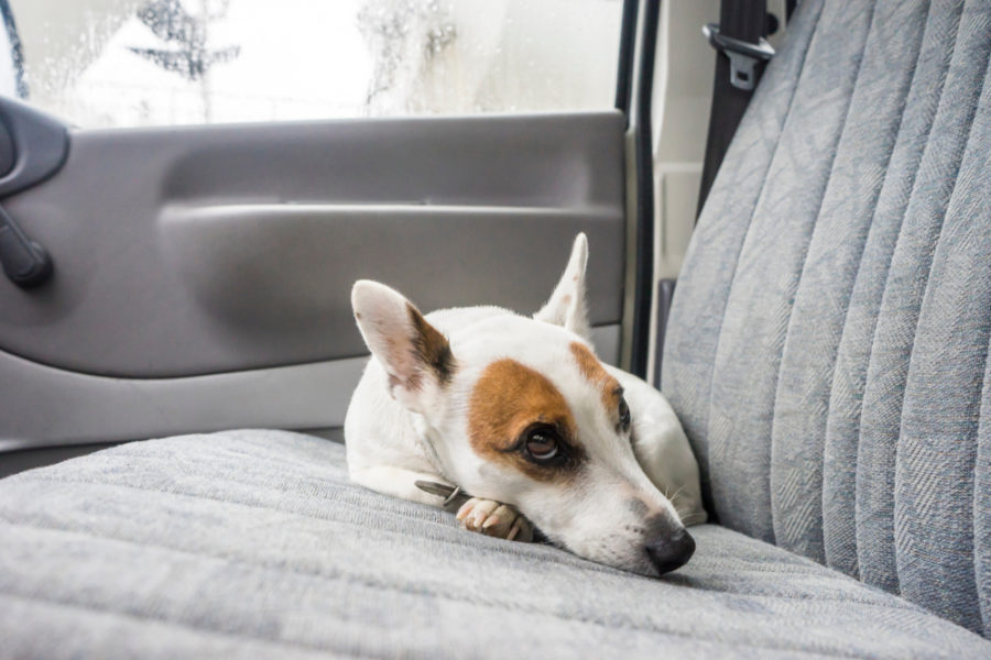 Motion sickness in pets