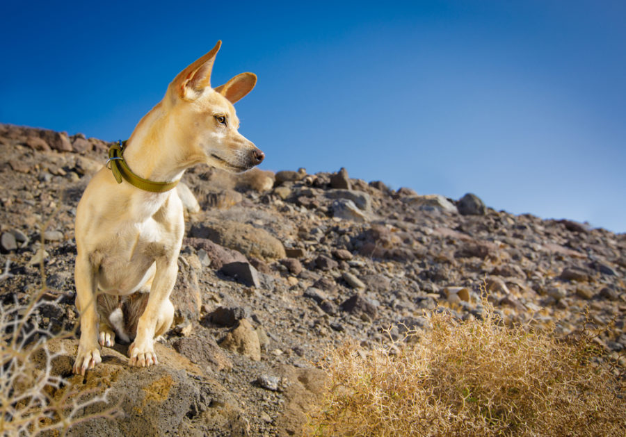 What to do if your dog is bit by a snake