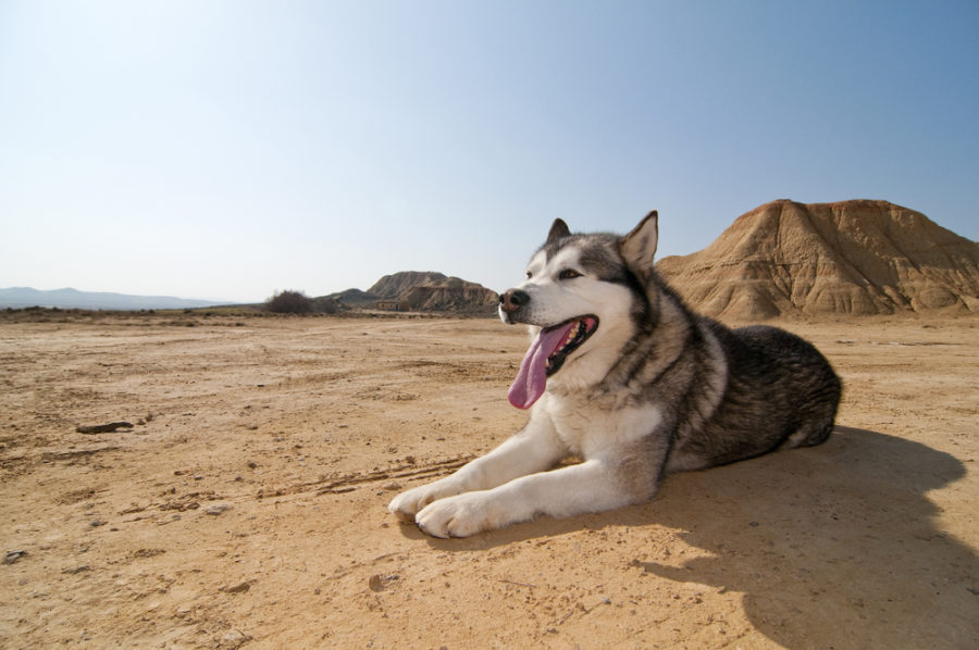 Valley fever n dogs