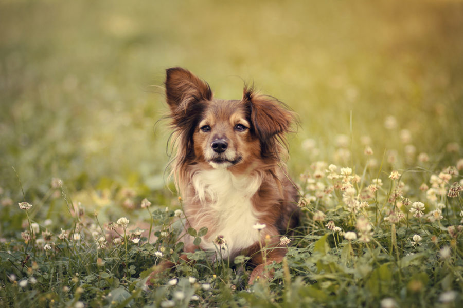 8 tips to keep your pets happy and healthy this spring