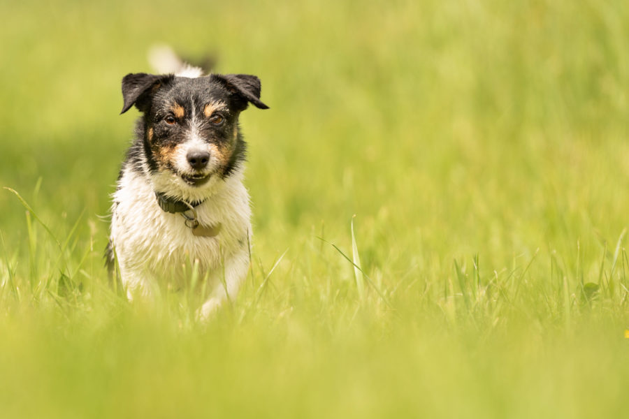 How acupuncture can help senior dogs