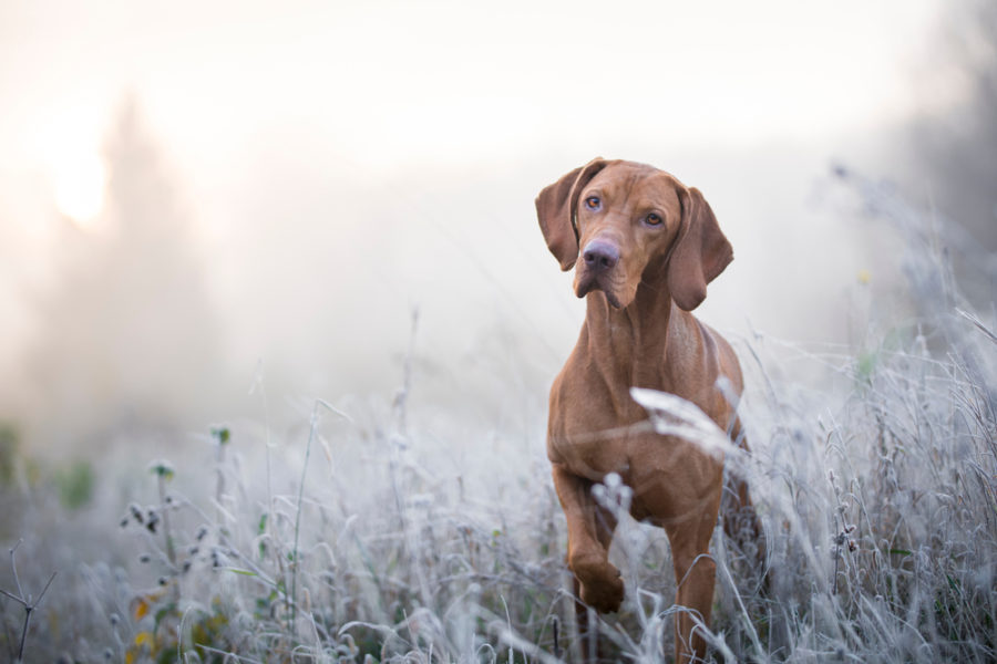 Balance your pet's energy to control allergies & infections