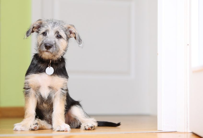 Acupressure for newly adopted dog