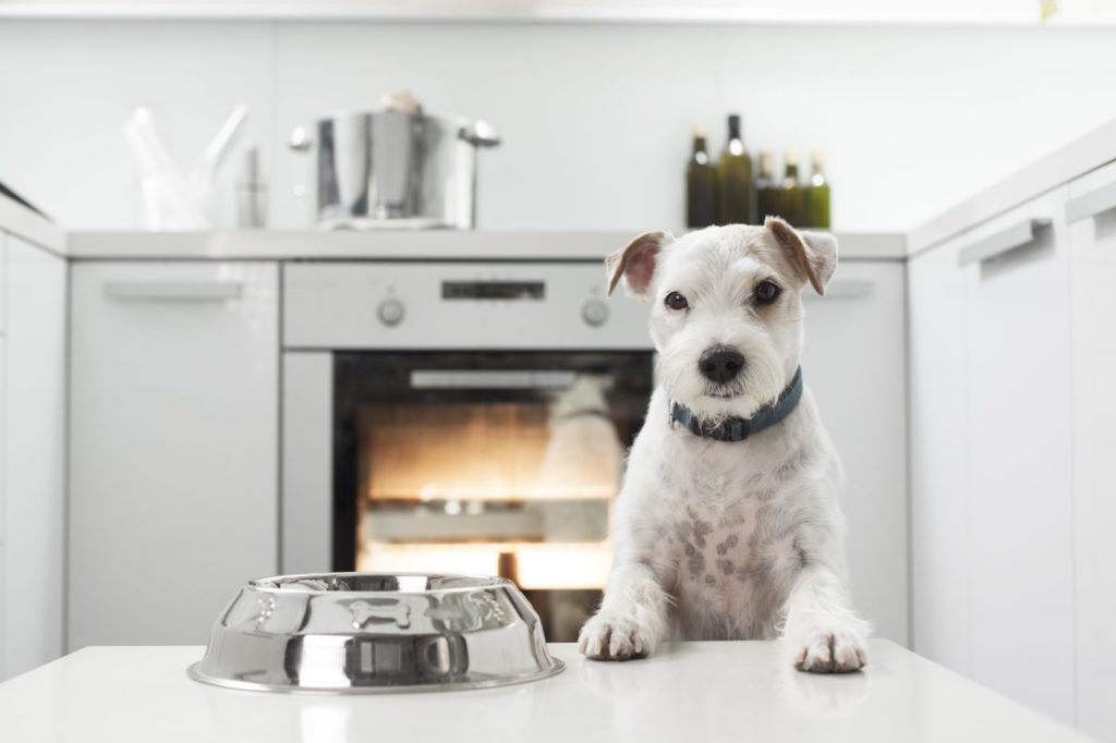 is it time to switch your pet's food